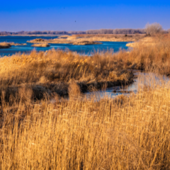 Strengthening Primary Care and Improving Population Health: Nebraska’s Approach