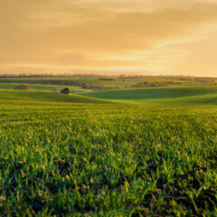 State Strategies for the Rural Health Transformation Program (RHTP): A Milbank State Leadership Network Convening Recap 